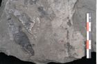 Foto (Detailansicht) von Taeniopteris vittata  (NHMW-GEO-2024-0188-10607)